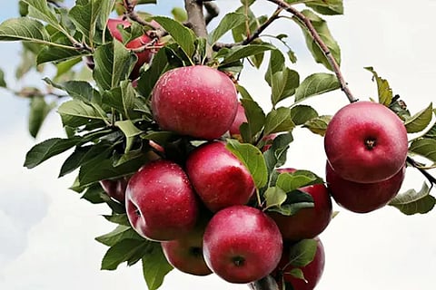 apple