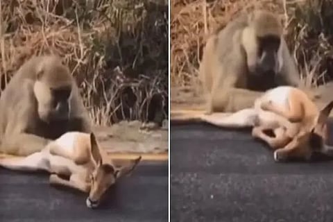baboon1