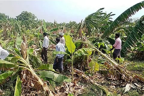 banan tree