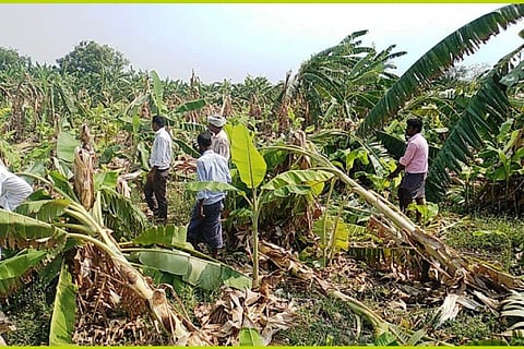 Banana Crop