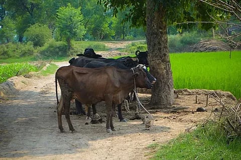 buffalo