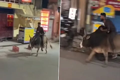 bull riding