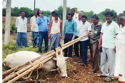 Death of an ox