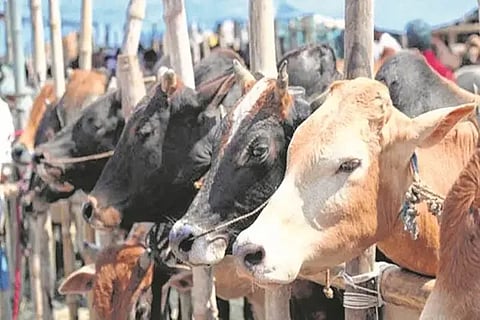 cow