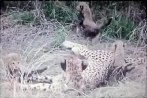 cub
