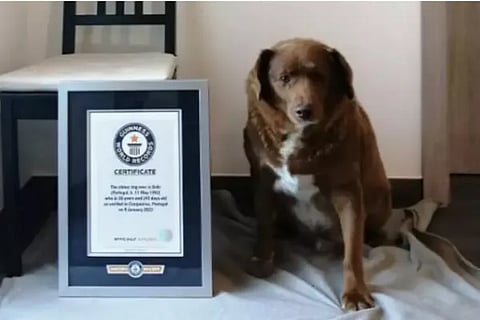 dog