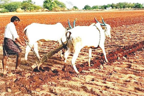 farmer