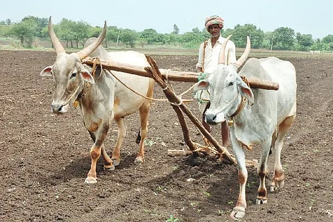 farmer