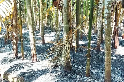 The garden caught fire