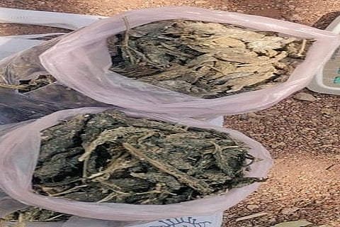 h21-ganja
