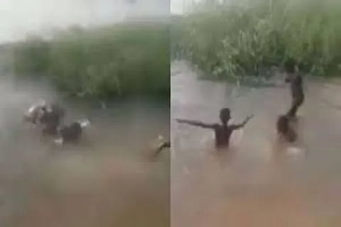 hippo