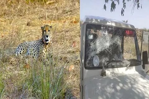 kuno cheetah