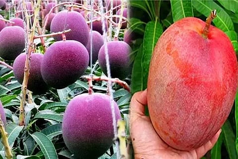 miya jaki mango fruit