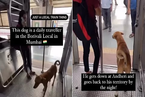 mumbai dog