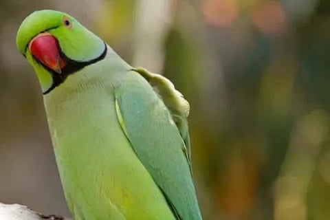 parrot