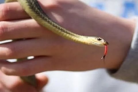 snake