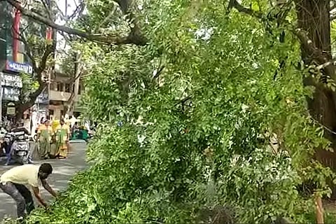 trees