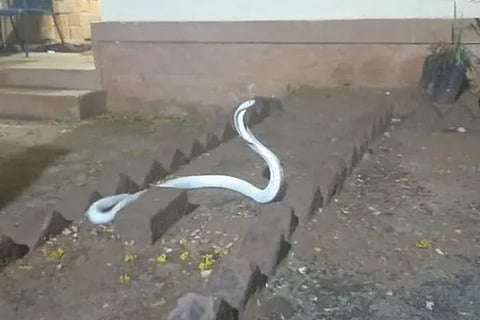 white cobra