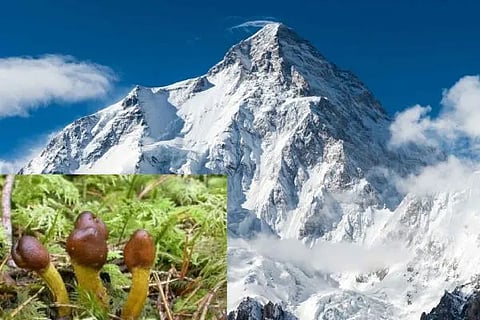 yarsagumba