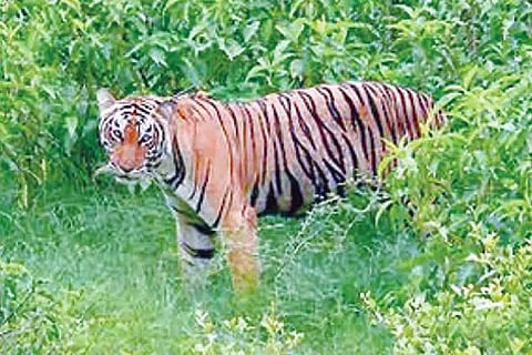 28 tiger