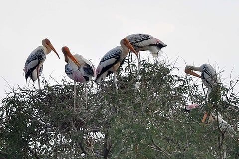 8CBPveerapurabirds