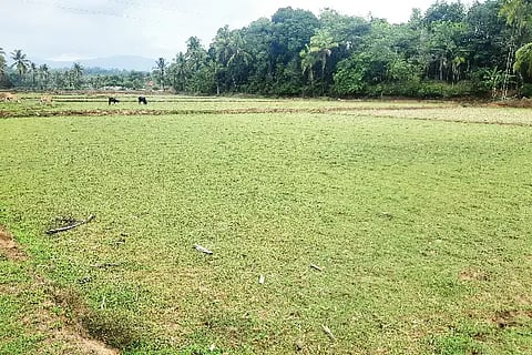 Agriculture