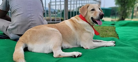 Belli-Police-Dog-died