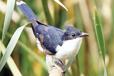 Bird
