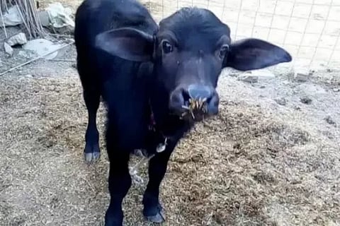 Buffalo Calf