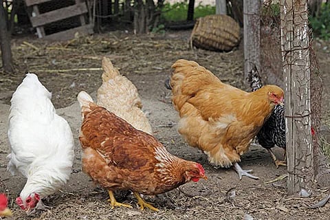 Chickens new