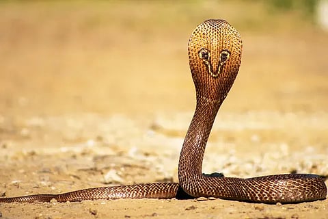 Cobra