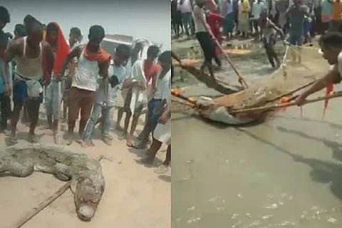 Crocodile