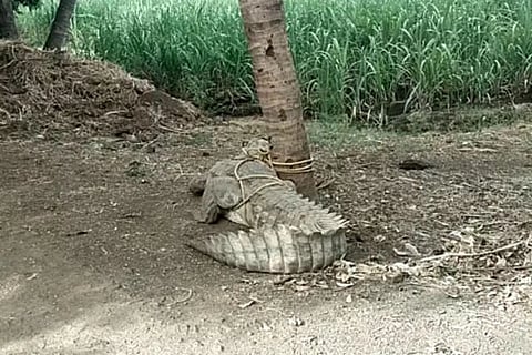 Crocodile