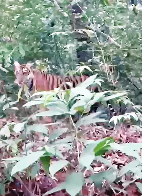 DANDELI TIGER FOREST