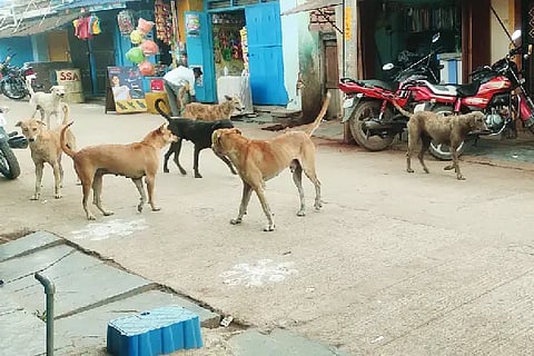 DOG