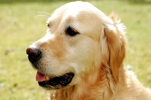 Dog