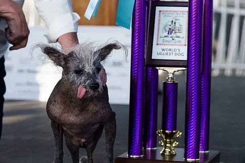 Dog