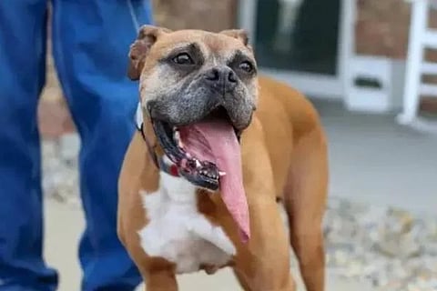 Dog