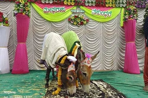 Donkey