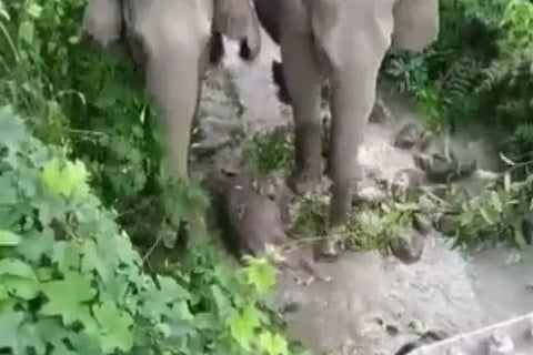 Elephant Calf