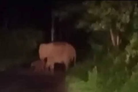 Elephent