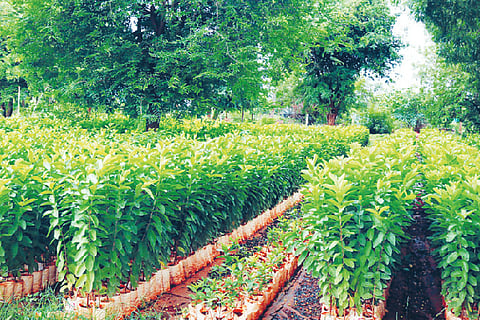 FOREST LAXMESHWAR