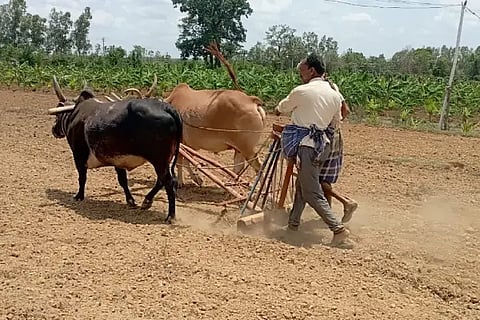 Farmers are doing dry sowing,