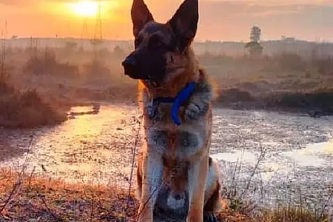 Dog Named Oskar