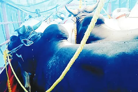 GOOLI