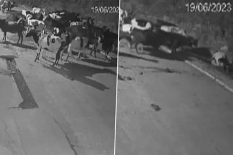 Cow Herd
