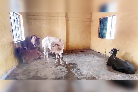 Kampli Govt School Cattle Shed
