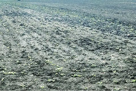 LXR AGRI STORY
