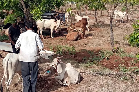 Rescue of 44 cattle that were illegally transported