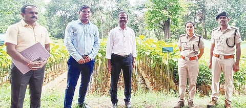 SIRSI SASSYA PALANA